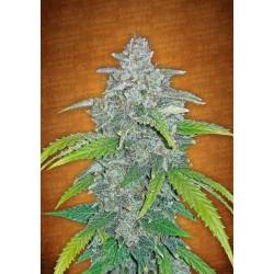 Blue Dream Matic de Fastbuds Seeds