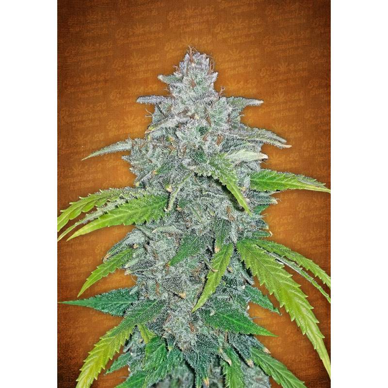 Blue Dream Matic de Fastbuds Seeds