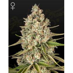 Lost Pearl de Green House