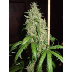 Skunk # 1 Feminizada de Homegrown Fantaseeds