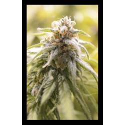 Cbd Afghani de House of the Great Gardener