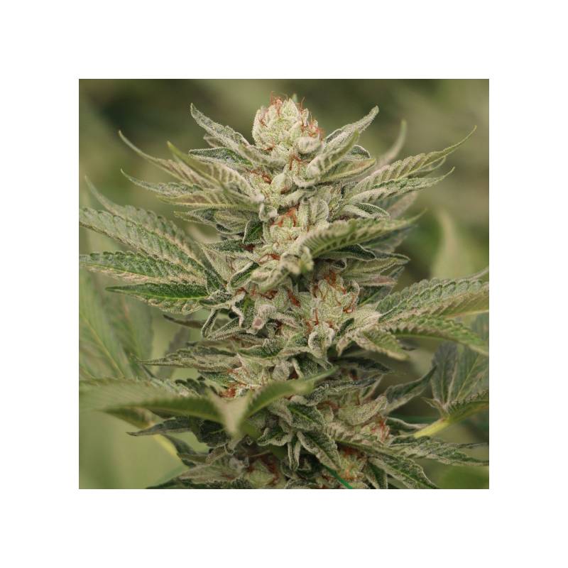 Sapphire Scout 100% de Humboldt Seeds