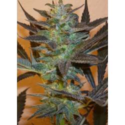 K.C. 48 Autofloreciente Feminizada de K.C. Brains