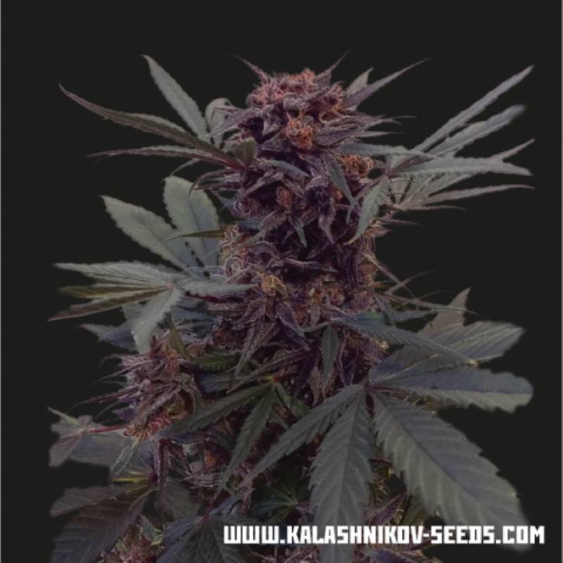 Babushka Black Auto de Kalashnikov Seeds