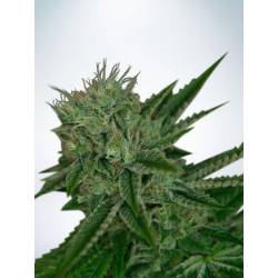 Auto Northern Lights de Ministry Seeds