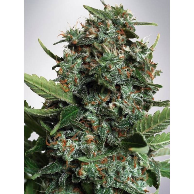 Autopilot Xxl de Ministry Seeds