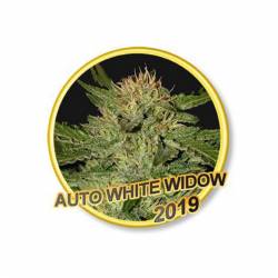 Auto White Widow de Mr. Hide Seeds