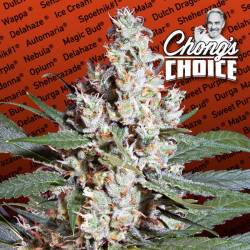 L.A. Amnesia de Paradise Seeds