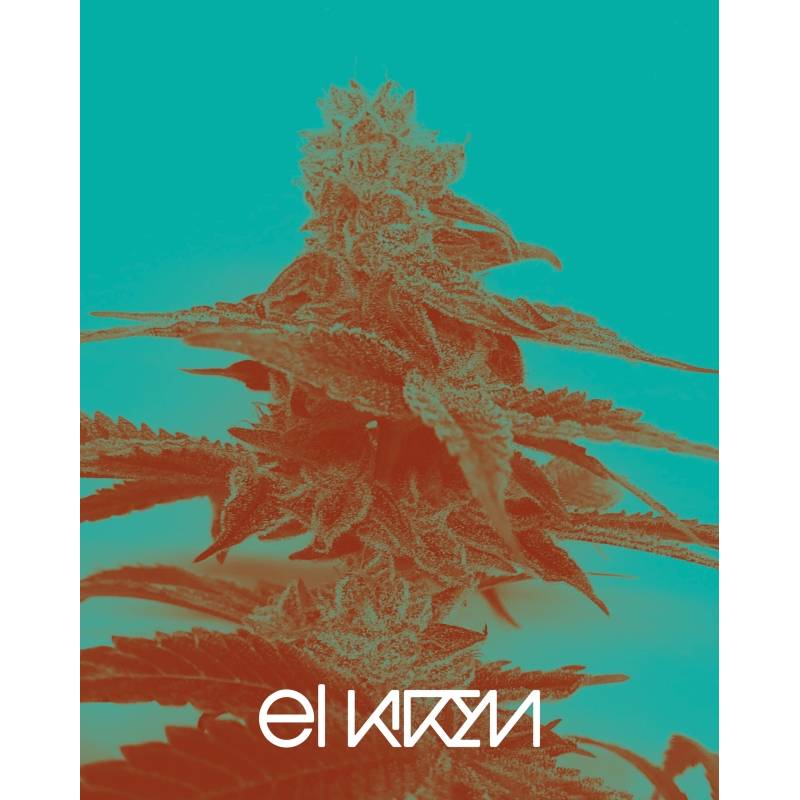 Forbidden Zkittlez X Purple Punch de Purple City Genetics