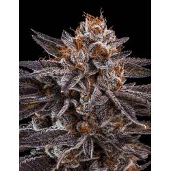 Kmintz de Ripper Seeds