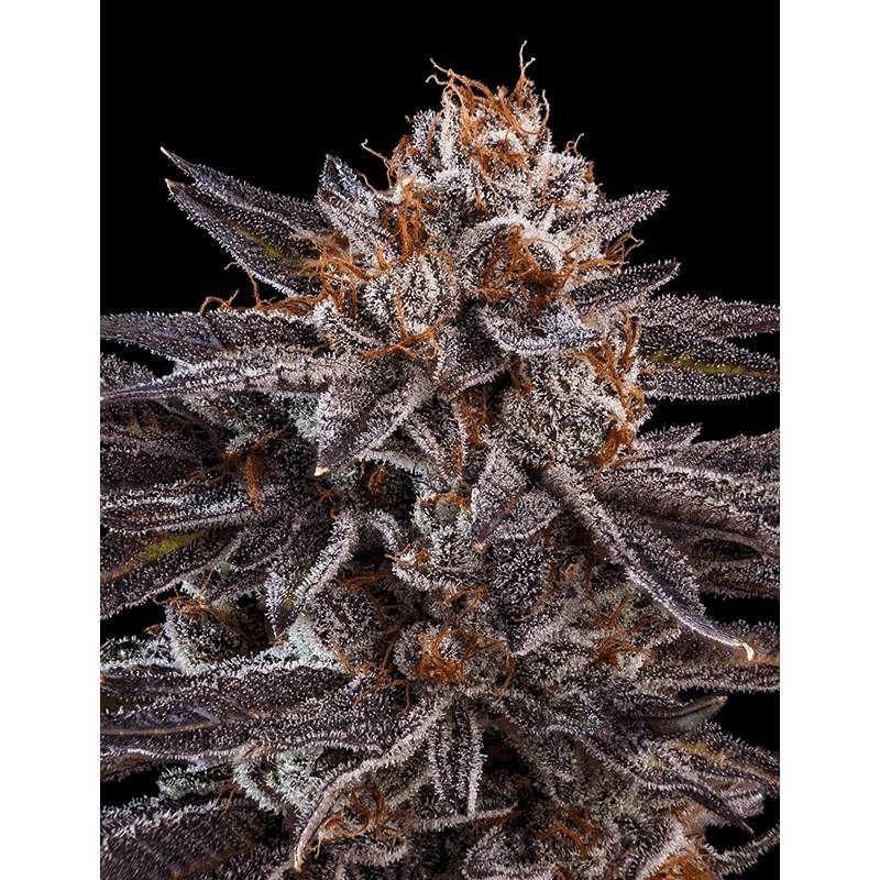 Kmintz de Ripper Seeds