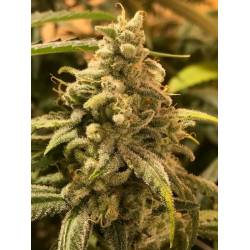 Deadcheese de R-Kiem Seeds