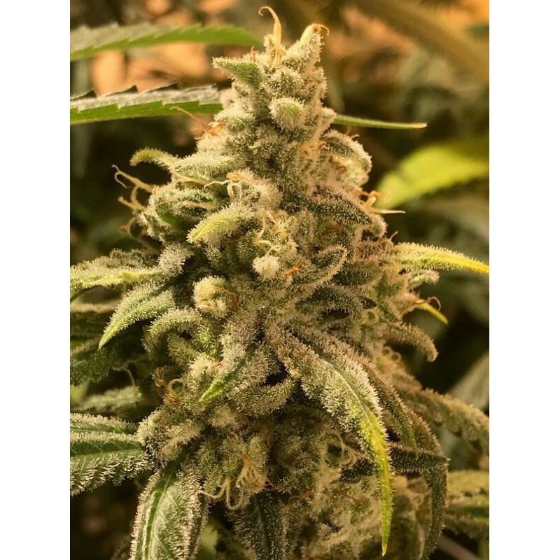 Deadcheese de R-Kiem Seeds