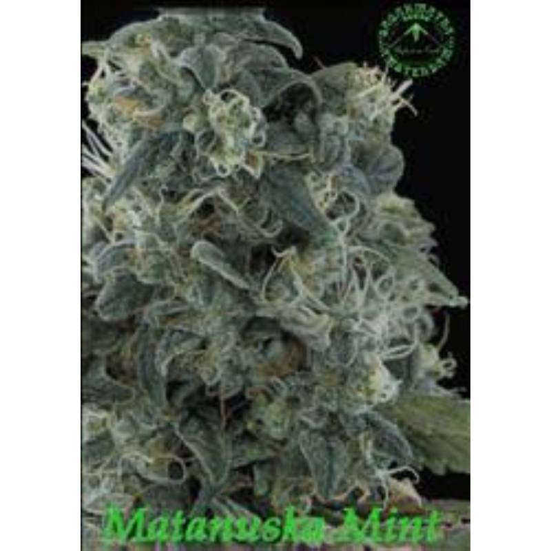 Matanuska Mit Regular de Sagarmatha