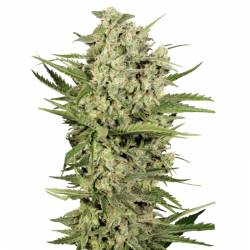 Cheese de Seed Stockers