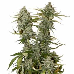 O.G. Candy Dawg Kush de Seed Stockers