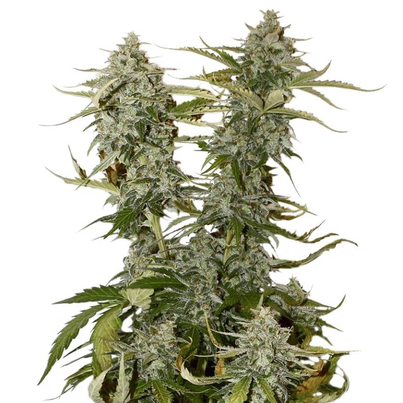 O.G. Candy Dawg Kush de Seed Stockers