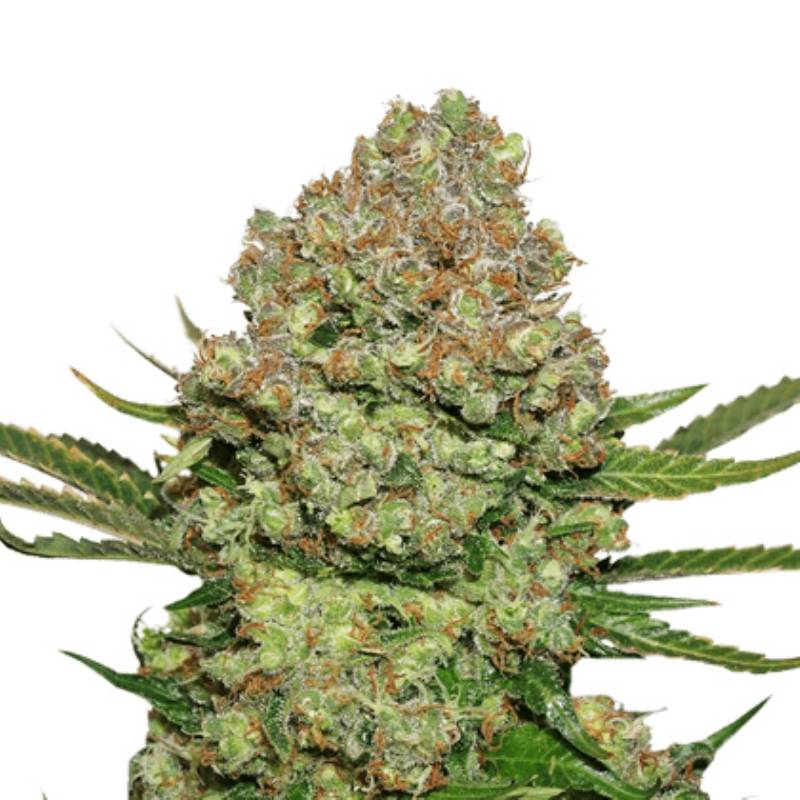 White Widow de Seed Stockers