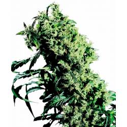 Northern Lights Nº 5 X Haze Regular de Sensi Seeds