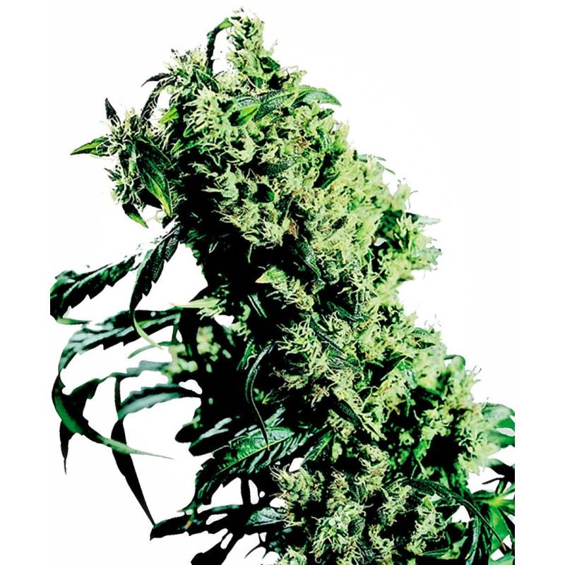 Northern Lights Nº 5 X Haze Regular de Sensi Seeds