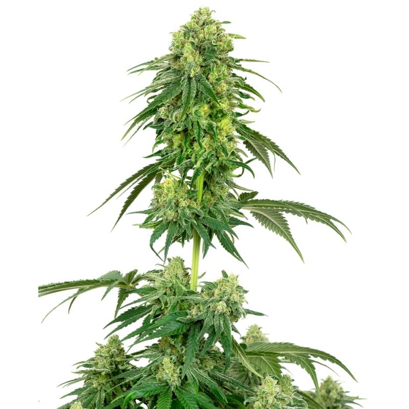 Strawberry Kush Feminizada de Sensi White Label