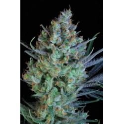 Jacked-Up Regular de Subcool The Dank