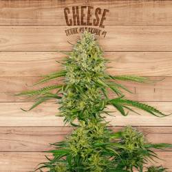 Cheese de The Plant Organic Seeds