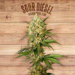 Sour Diesel de The Plant Organic Seeds