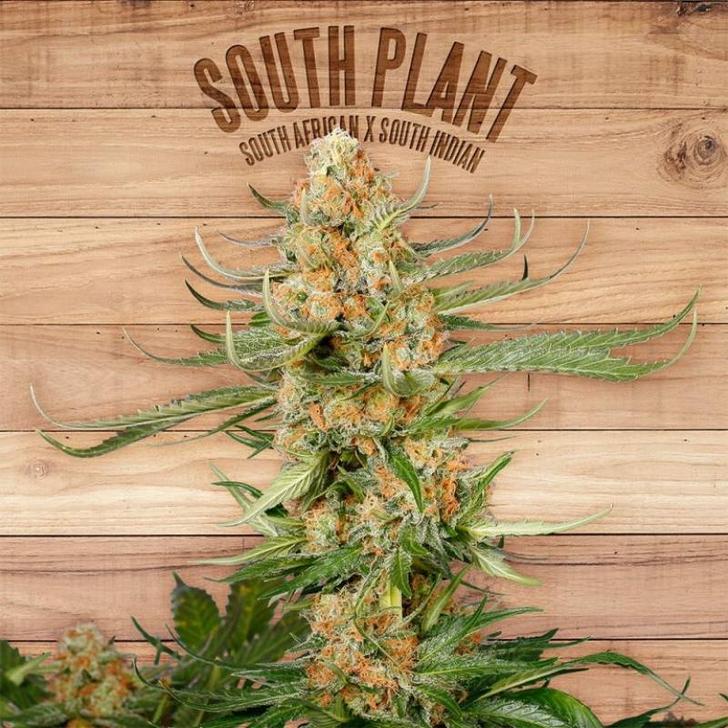 South Plant de The Plant Organic Seeds