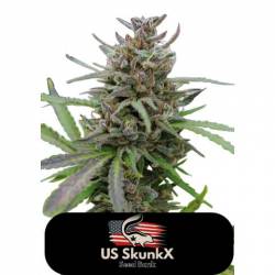 Auto Amnesia de US Skunkx SeedS