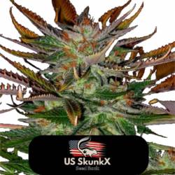 Heavy Blue Cheese de US Skunkx SeedS