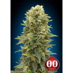 Afghan Mass Autofloreciente Feminizada de 00 Seeds