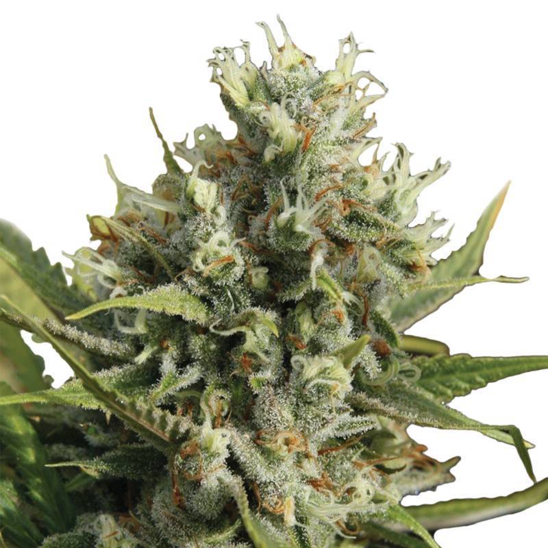 Auto Amnesia de Nirvana