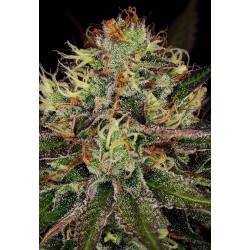Chocolate Wafflez de Paradise Seeds