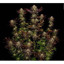 Tangerine Sorbet de Paradise Seeds