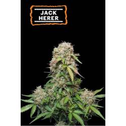Jack Herer Auto