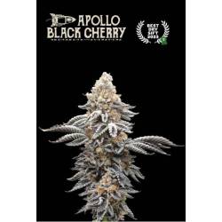 Apollo Black Cherry