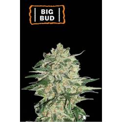 Big Bud Feminizada