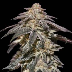 Auto Apple Bananas-00 Seeds