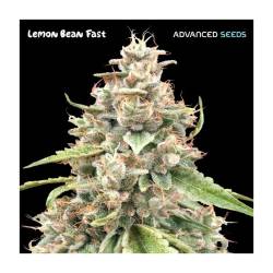 Lemon Bean Fast