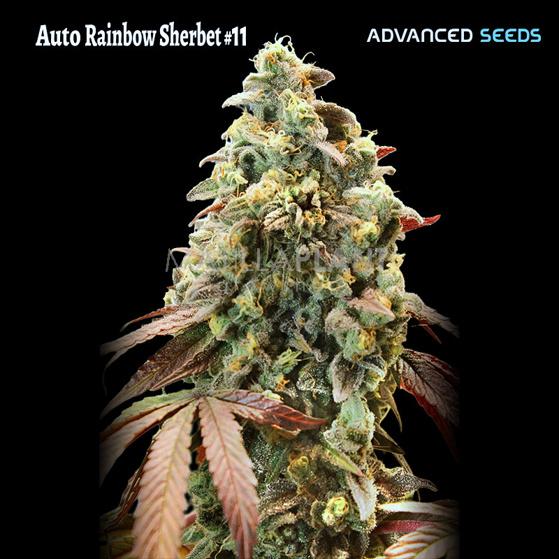 Auto Rainbow Sherbet 11