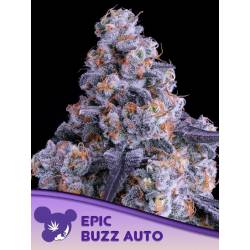 Epic Buzz Auto