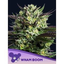 Wham Boom Auto