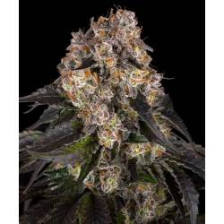 Girl Scout Cookies -...