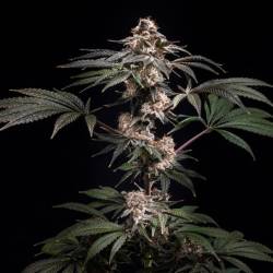 Pilot Fem- World Breeders