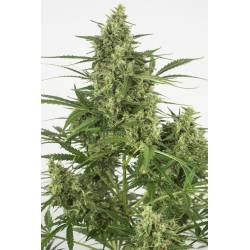 Critical + 2.0 Auto Granel