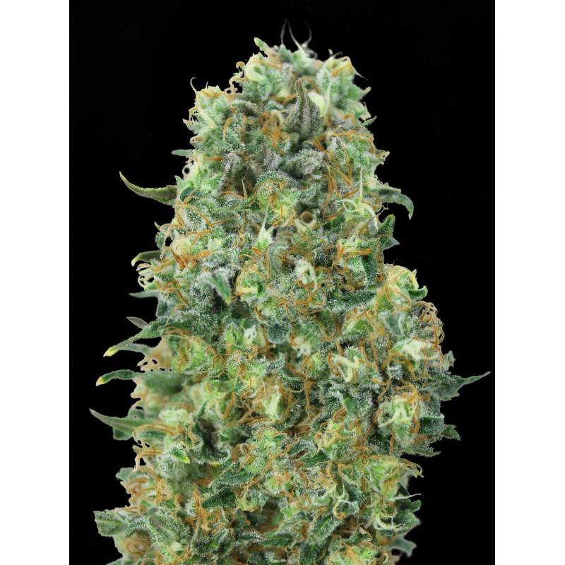 Critical Mass Feminizada de Advanced Seeds