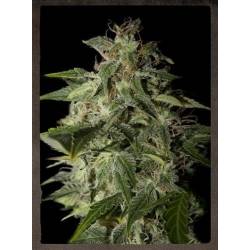 Afgooey Feminizada de Strainhunters