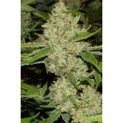 Brains Choice Regular de K.C. Brains