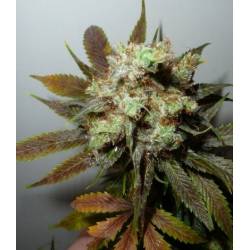 G13-Haze N.Y.C. Diesel Regular de Soma Seeds